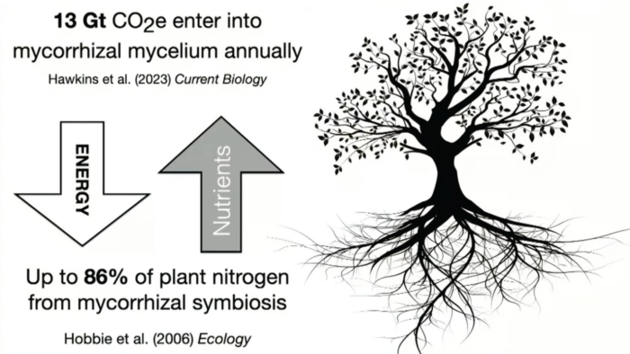 A visual from Hobbie et a. (2006), published in Ecology, depicting the input of energy into mycorrhizal mycelium and the energy output.